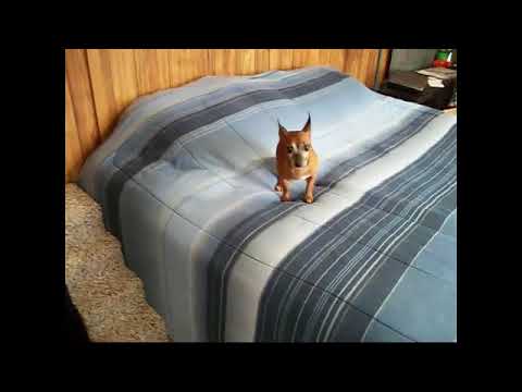 Puppy Stepper Dog Bed Steps Stairs