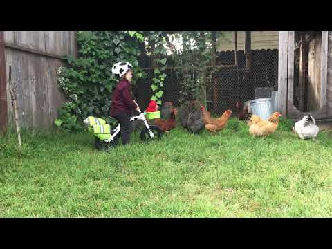 Herding Chickens with a Flip Flop Balance Bike by Yuba Bikes