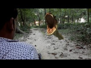 Short Film Big Anaconda Snake in Real Life Adventure