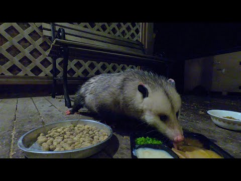 Possum Eats Thanksgiving Dinner